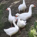 Leonaerdo Guests House - Lt Locazione Turistica Apartment *