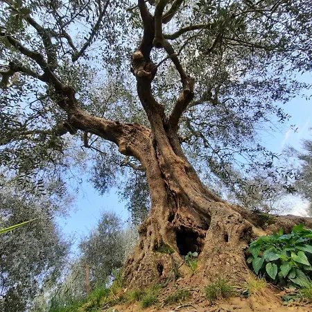 Leonaerdo Guests House - Lt Locazione Turistica Apartamento Panicale